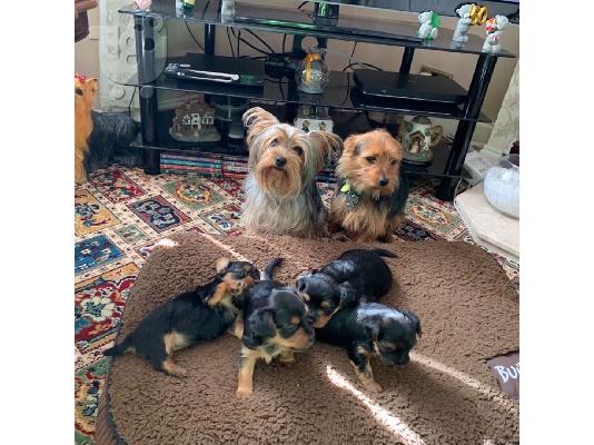 Κουτάβια Yorkies